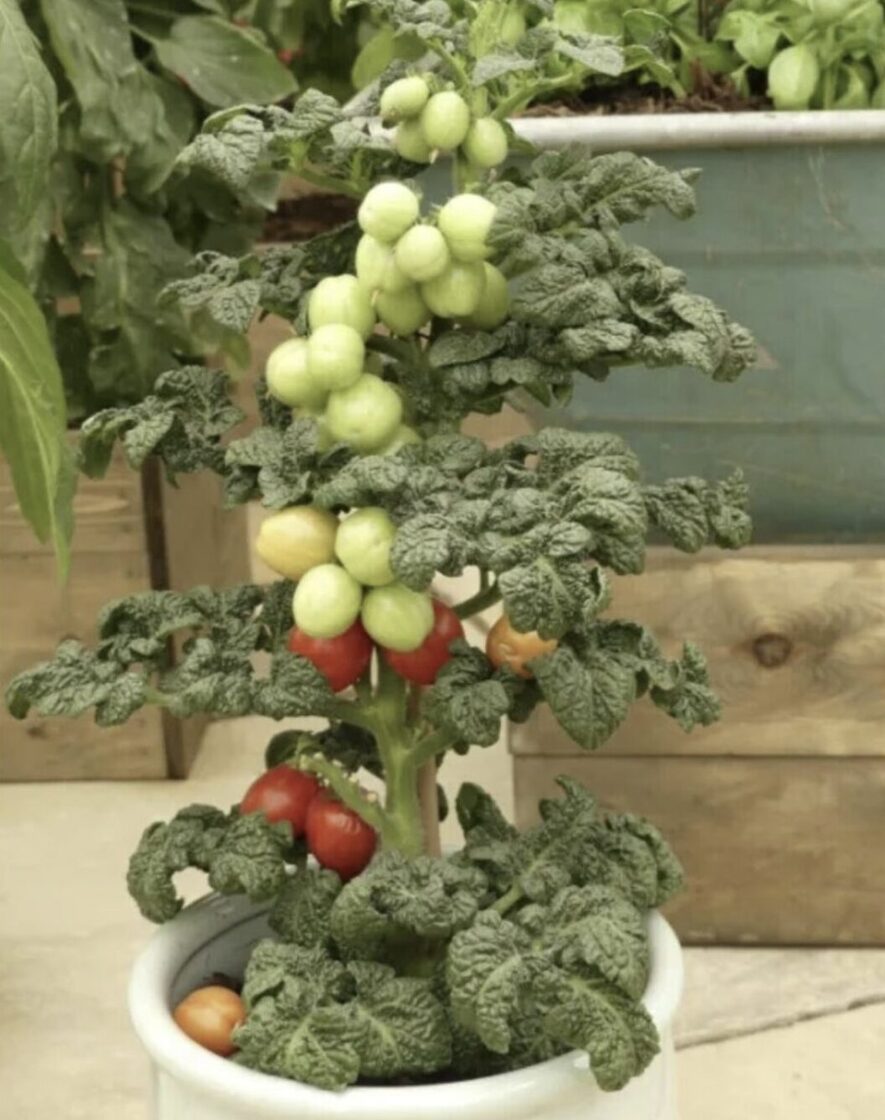 Vazoninis pomidoras Patio Plum