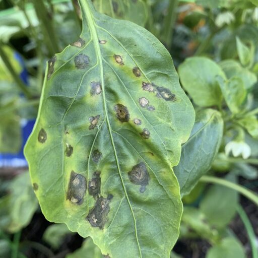 pepper_leaf_spots_512x512.jpg