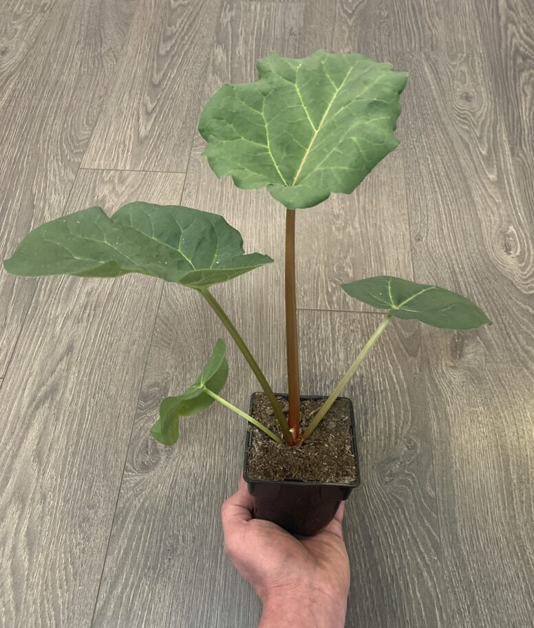 Rabarbarai - pamiršta daržovė !