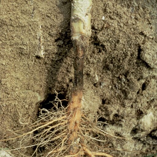root_disease_512x512.jpg