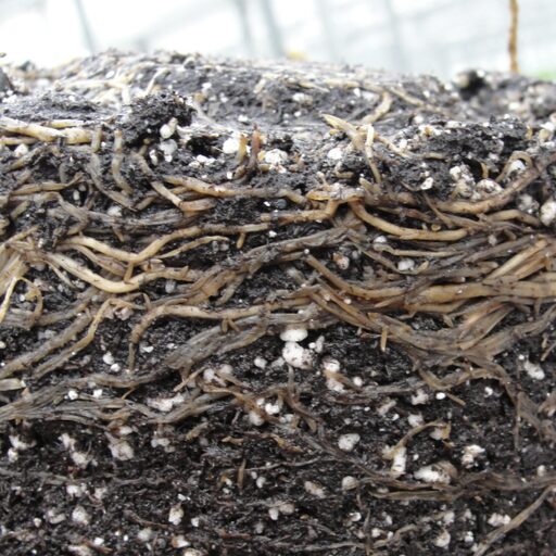 root_system_512x512.jpg