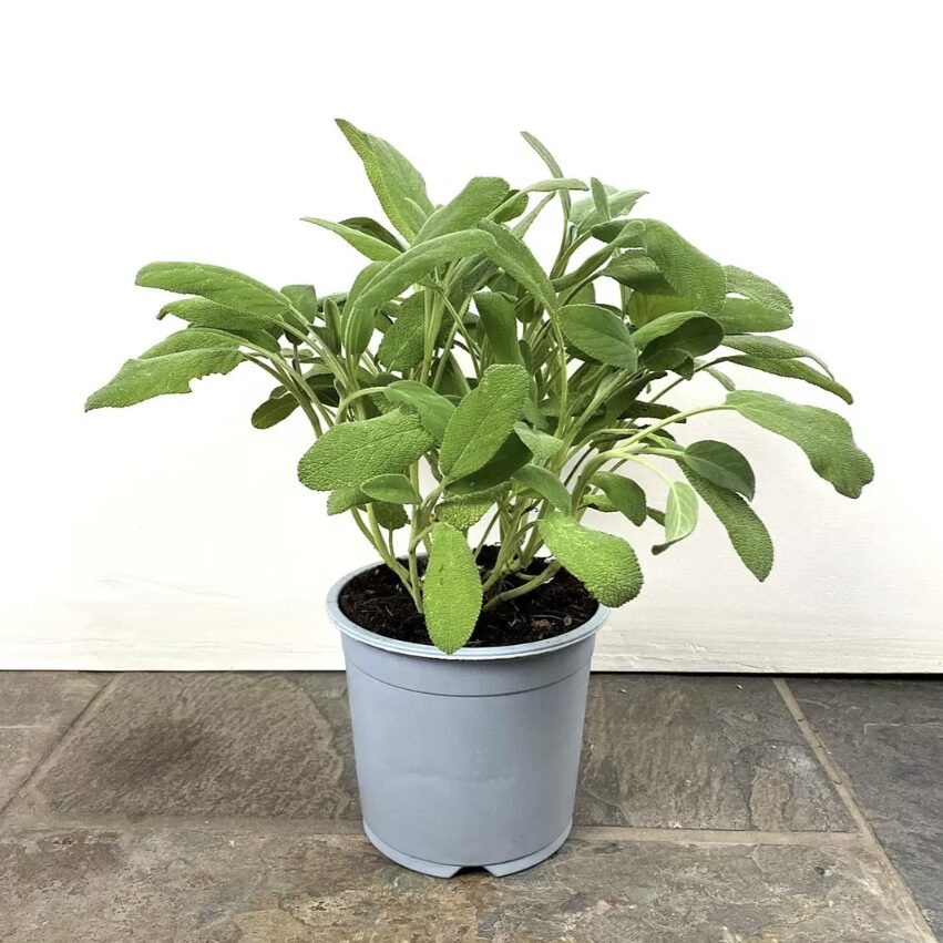 Kaip auginti šalaviją?