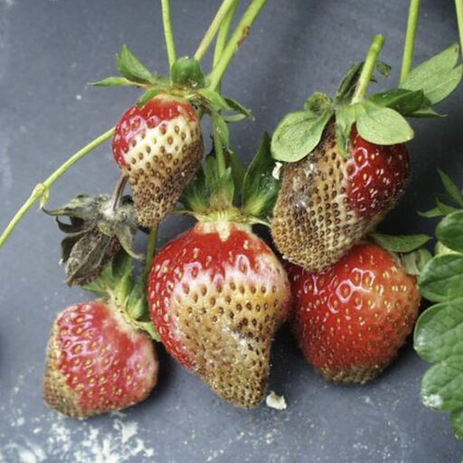 strawberry_fruit_damage_512x512.jpg
