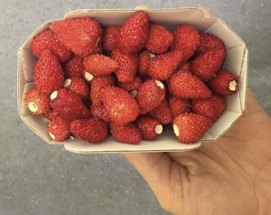 Kaip auginti žemuoges lysvėje?